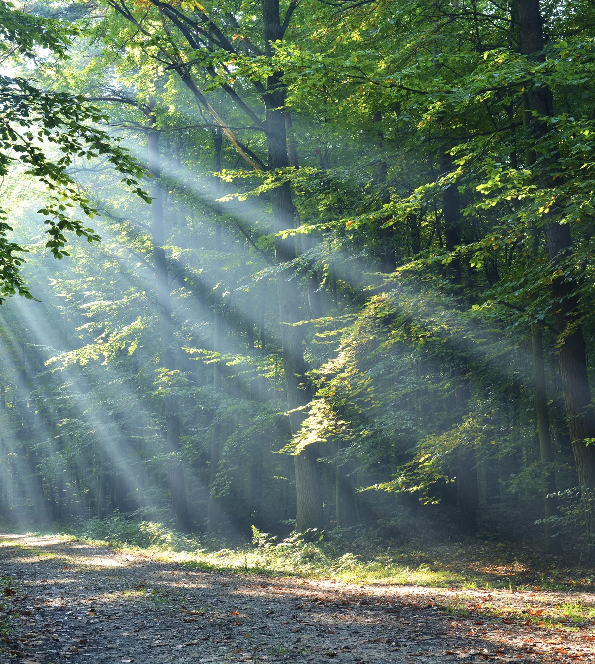 Pristine sunlit British temperate woodland canopy representing environmental preservation