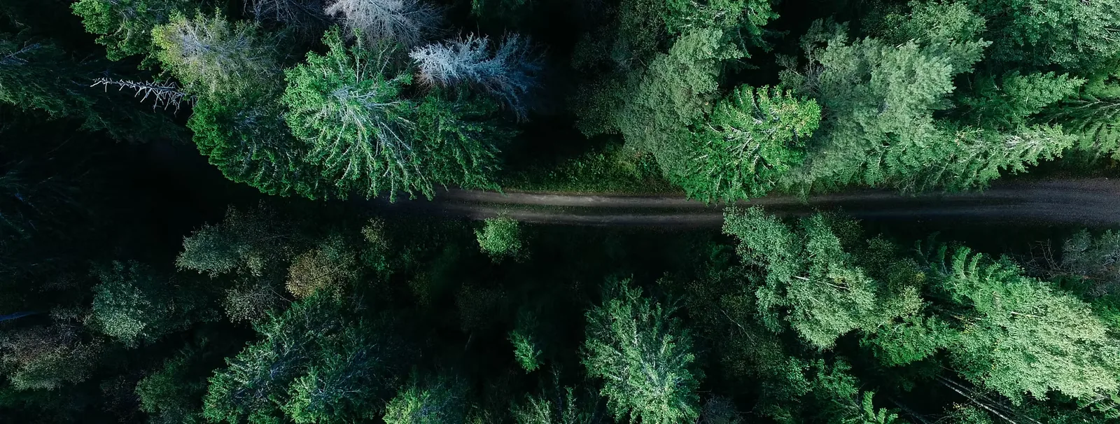 Aerial view of clean road passing through dense woodland canopy representing clear UK environmental compliance path